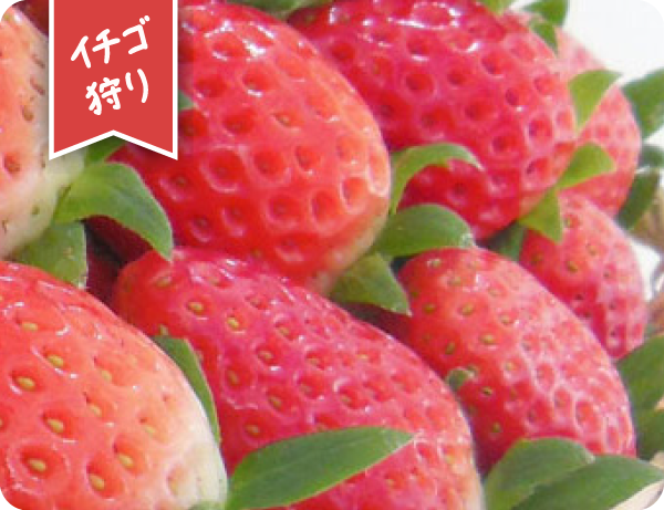 いちご販売/いちご狩り